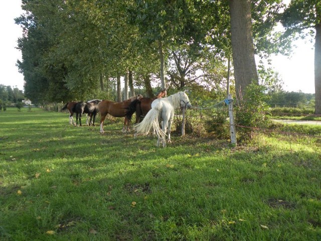 Équi-Oise 2015 à Coye-la-forêt