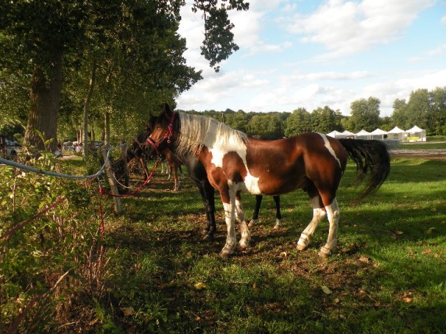 Équi-Oise 2015 à Coye-la-forêt