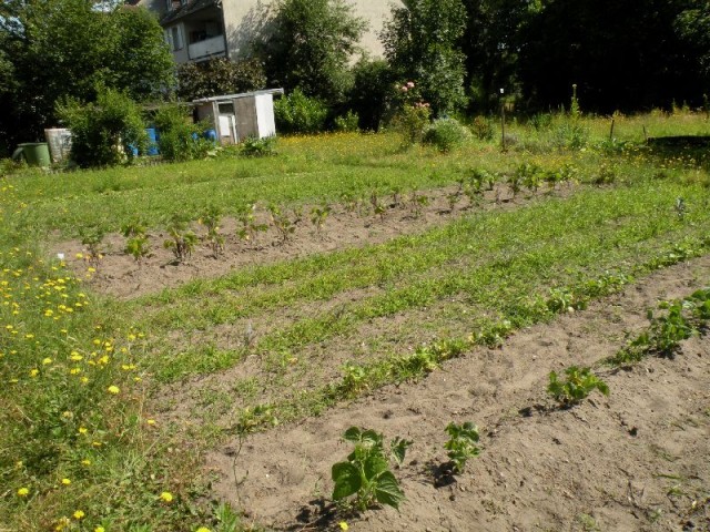 Visite des jardins familiaux