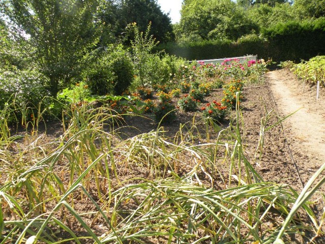 Visite des jardins familiaux