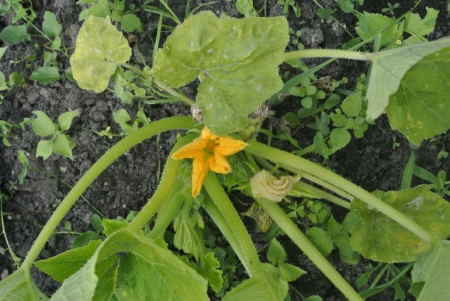 Visite des jardins familiaux