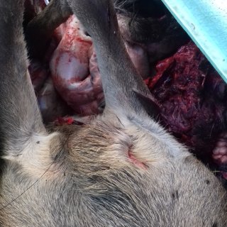 Chasse indigne