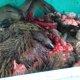 Chasse indigne