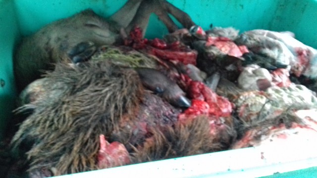 Chasse indigne