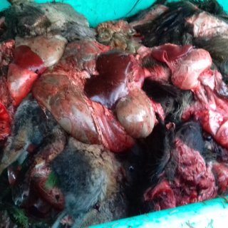 Chasse indigne