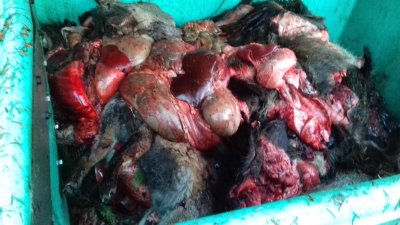 Chasse indigne