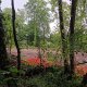 Coye-la-Forêt : Un bois entier disparu… et des solutions pour éviter que ça recommence