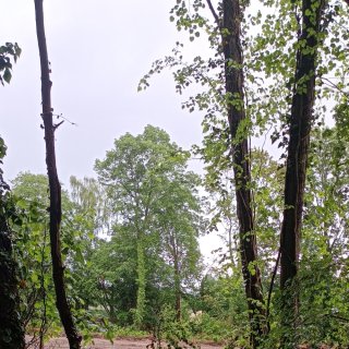 Coye-la-Forêt : Un bois entier disparu… et des solutions pour éviter que ça recommence