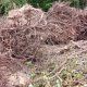 Coye-la-Forêt : Un bois entier disparu… et des solutions pour éviter que ça recommence