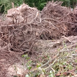 Coye-la-Forêt : Un bois entier disparu… et des solutions pour éviter que ça recommence
