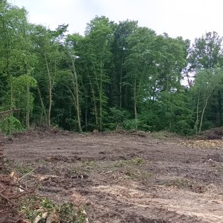 Coye-la-Forêt : Un bois entier disparu… et des solutions pour éviter que ça recommence