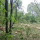 Coye-la-Forêt : Un bois entier disparu… et des solutions pour éviter que ça recommence
