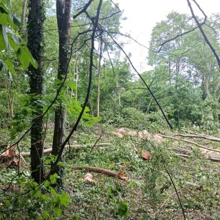 Coye-la-Forêt : Un bois entier disparu… et des solutions pour éviter que ça recommence