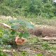 Coye-la-Forêt : Un bois entier disparu… et des solutions pour éviter que ça recommence