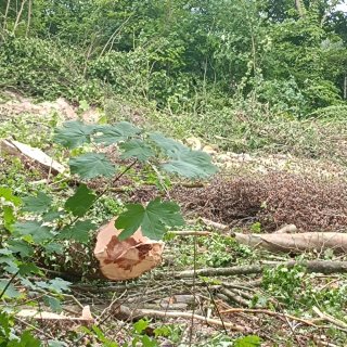 Coye-la-Forêt : Un bois entier disparu… et des solutions pour éviter que ça recommence