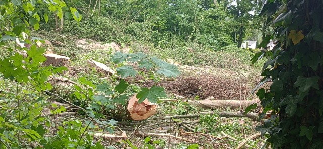 Coye-la-Forêt : Un bois entier disparu… et des solutions pour éviter que ça recommence