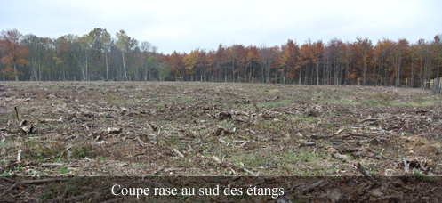 La destruction massive de notre forêt