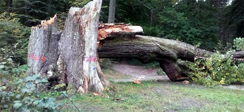 La mort d’un arbre