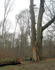 Le roi de notre forêt se meurt