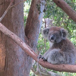 Ne racontons plus d'histoire aux koalas!