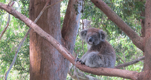 Ne racontons plus d'histoire aux koalas!
