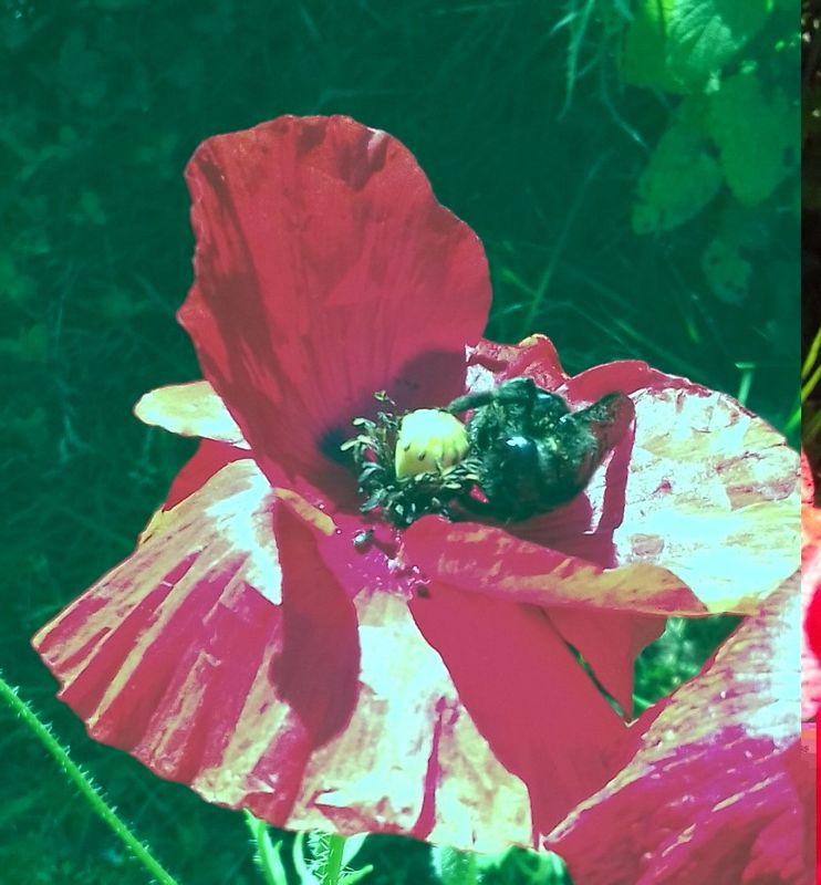 Coccinelles