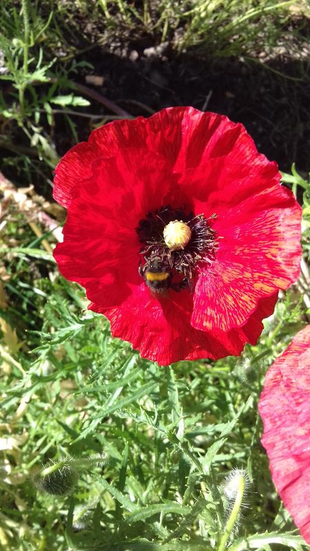 Coccinelles