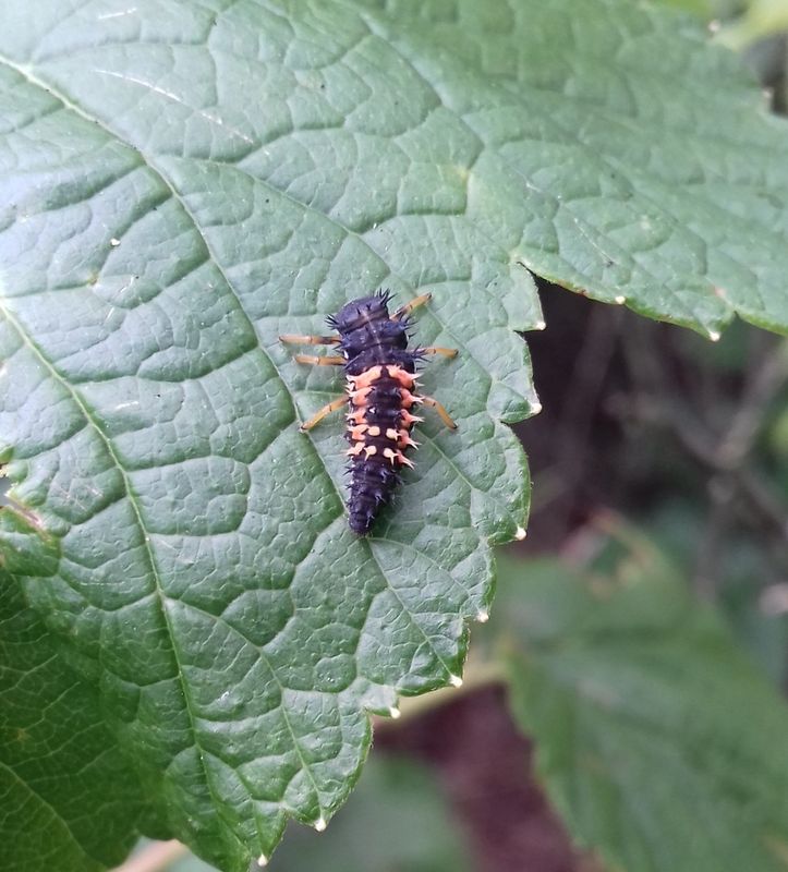 Coccinelles