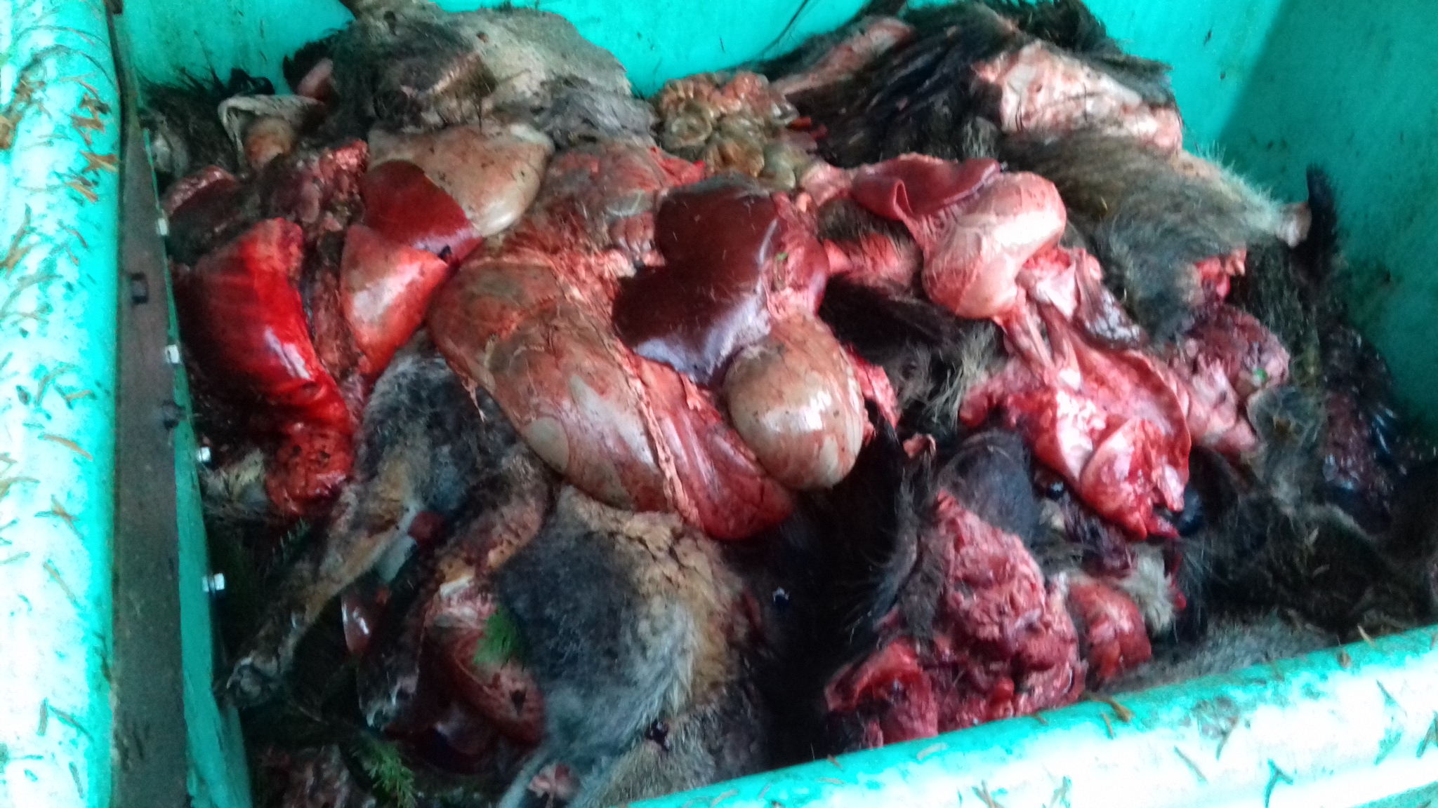 Chasse indigne