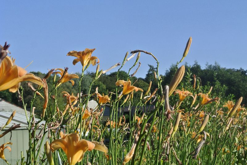Visite des jardins familiaux