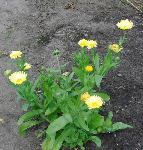 Visite des jardins familiaux