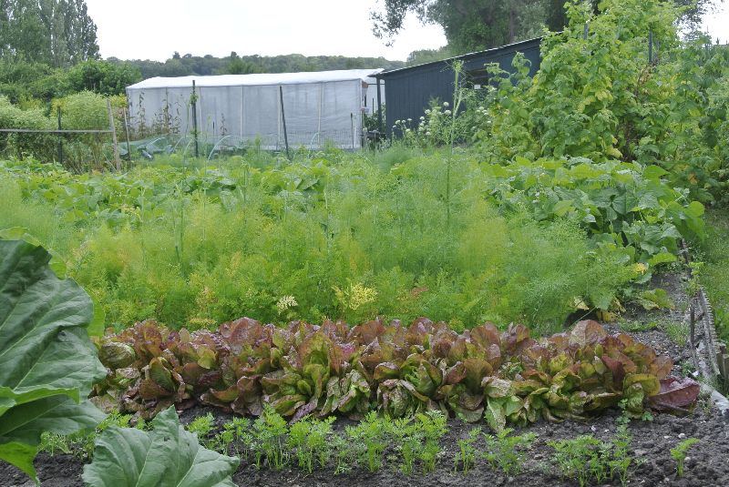 Visite des jardins familiaux