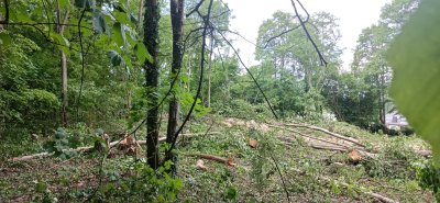 Coye-la-Forêt : Un bois entier disparu… et des solutions pour éviter que ça recommence