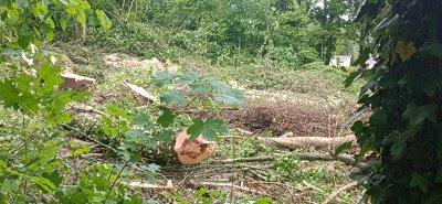 Coye-la-Forêt : Un bois entier disparu… et des solutions pour éviter que ça recommence